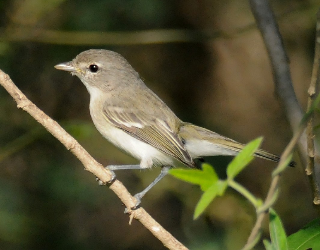 Bell's Vireo - ML42141461