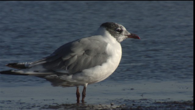 Gaviota Pipizcan - ML421415