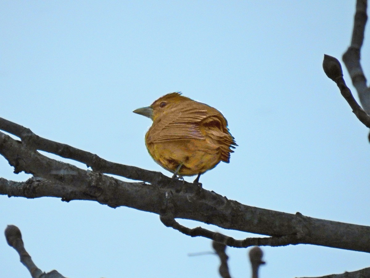 Summer Tanager - ML42141521