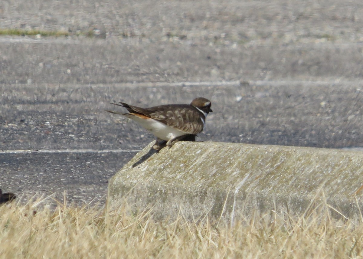 Крикливый зуёк - ML421415331