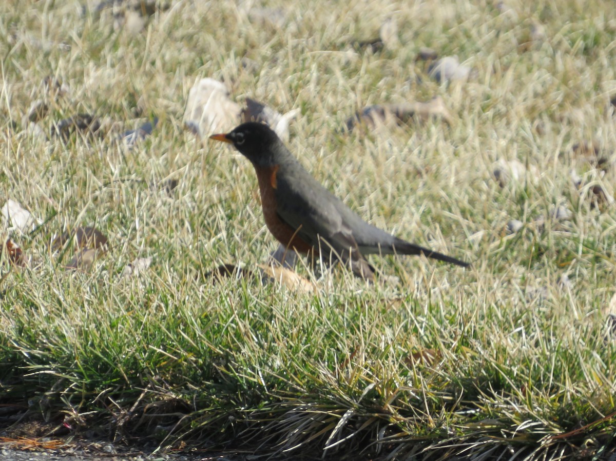 Странствующий дрозд - ML421415421