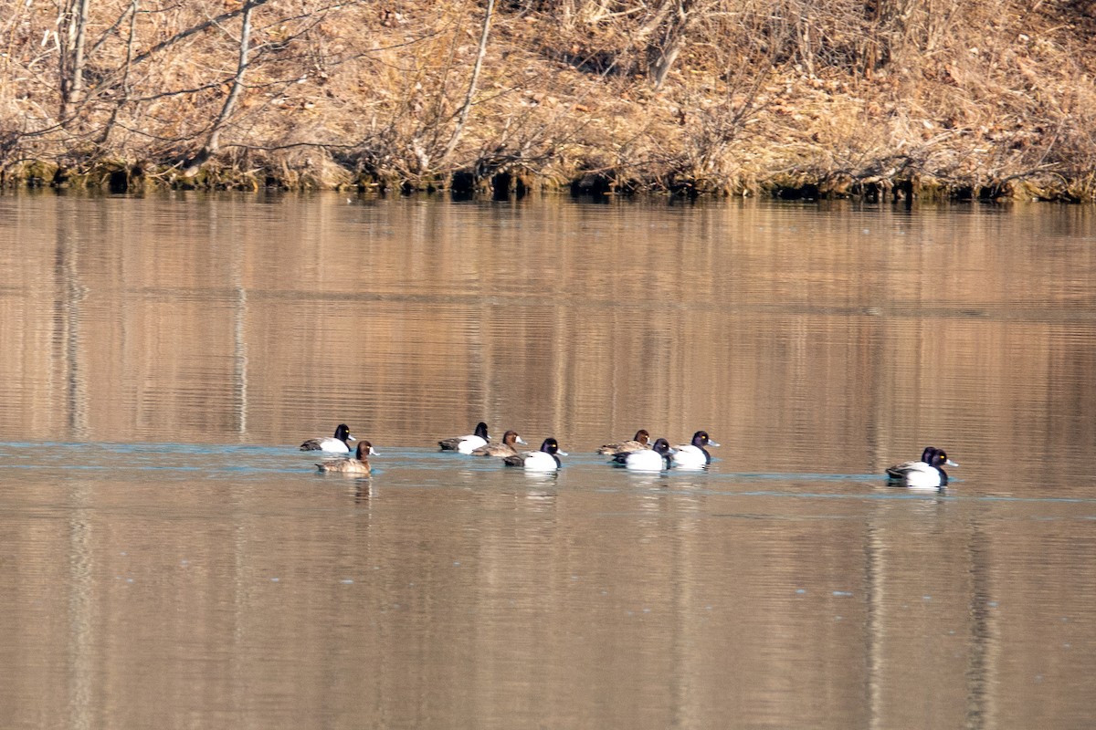 Lesser Scaup - ML421415561