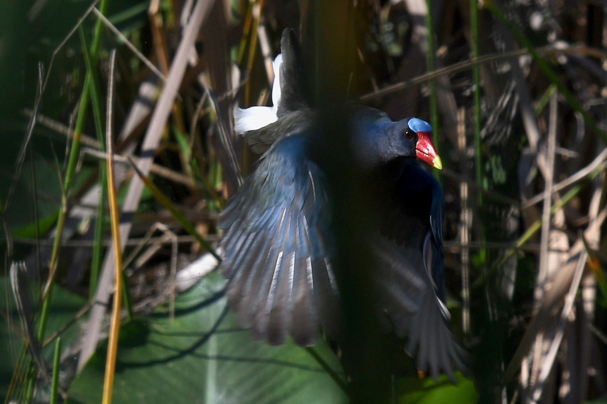 Purple Gallinule - barbara segal