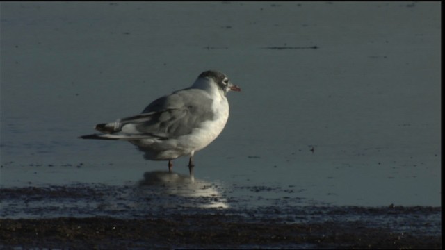 Mouette de Franklin - ML421416