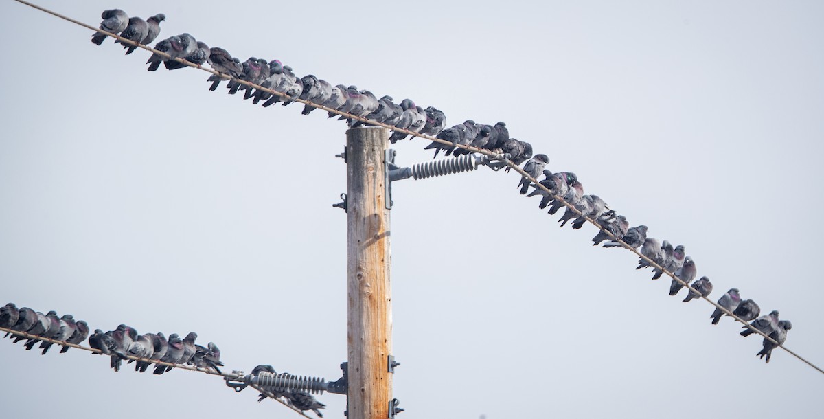 Rock Pigeon (Feral Pigeon) - ML421417861