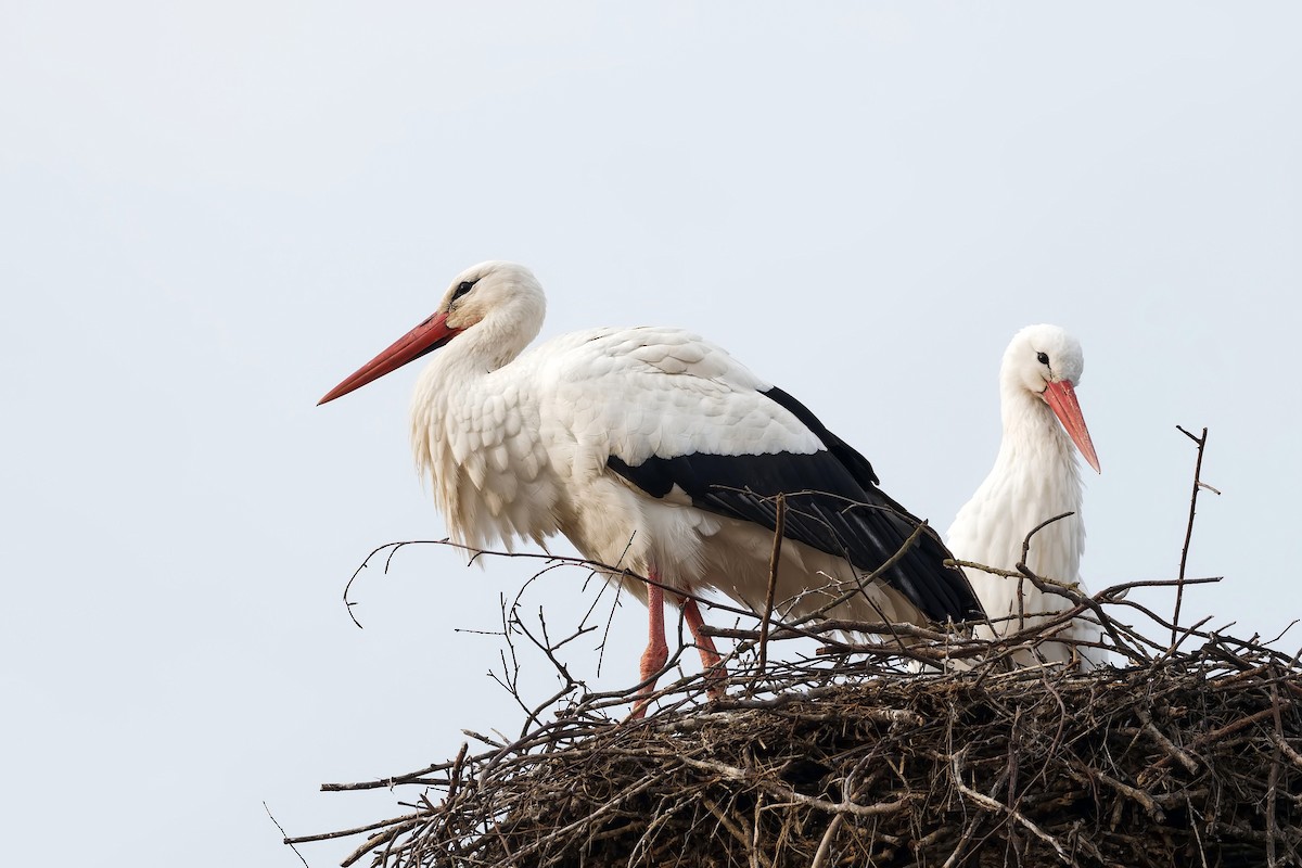 White Stork - ML421418161