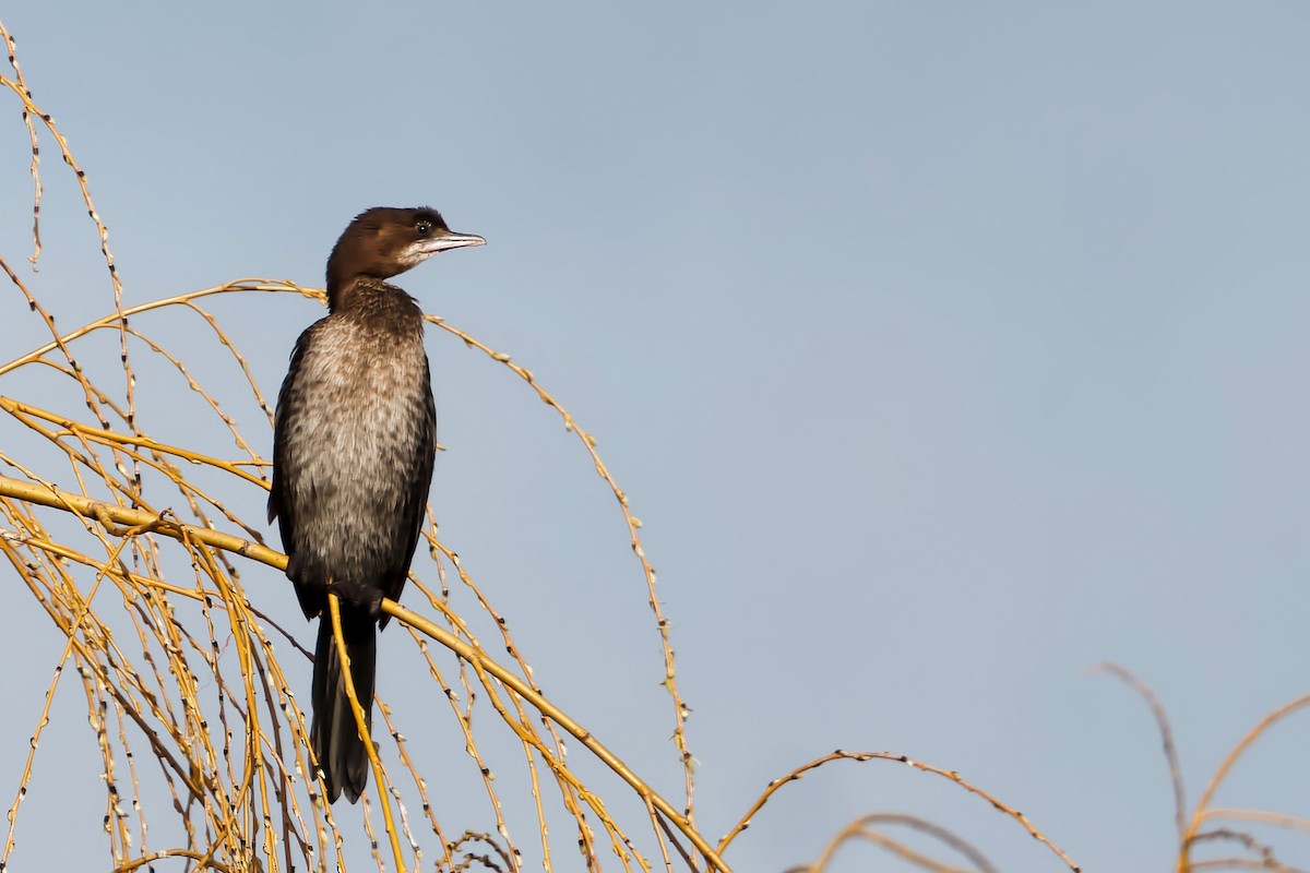 Pygmy Cormorant - ML421418181