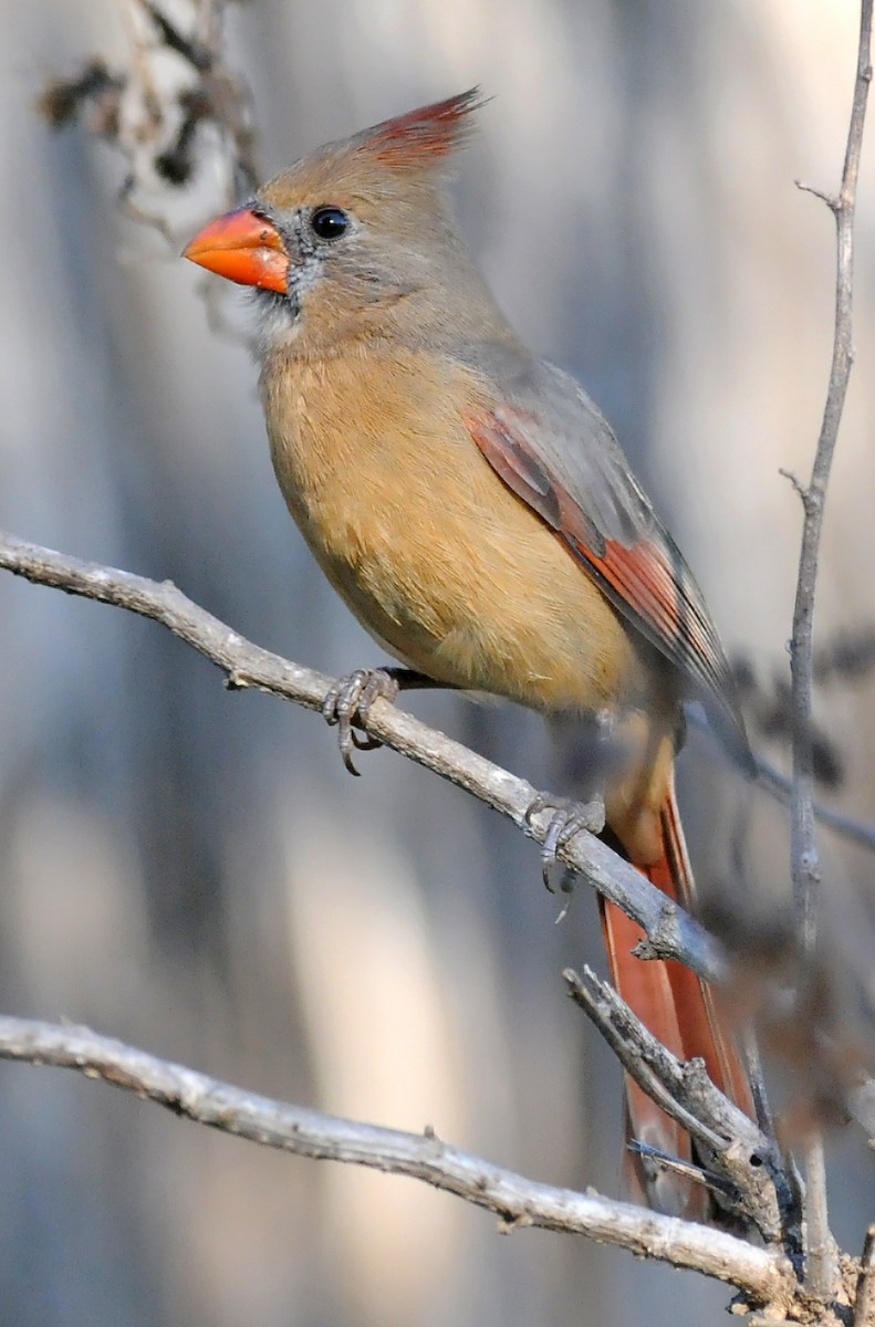 Northern Cardinal - ML42141821