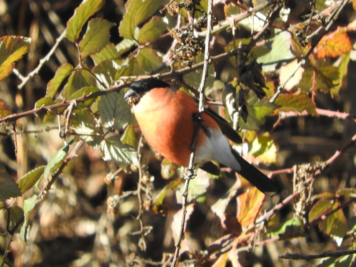 Eurasian Bullfinch - ML42141831