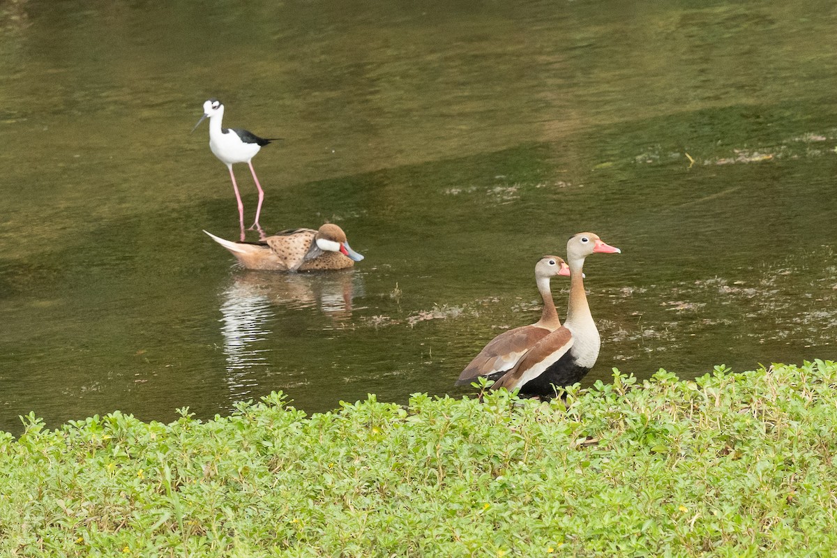 White-cheeked Pintail - ML421418851