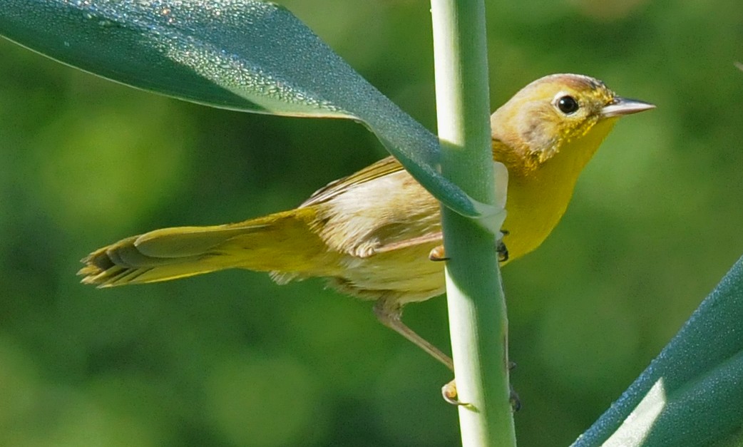 Belding's Yellowthroat - ML42141941