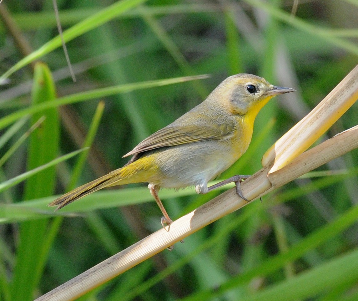 Belding's Yellowthroat - ML42141951