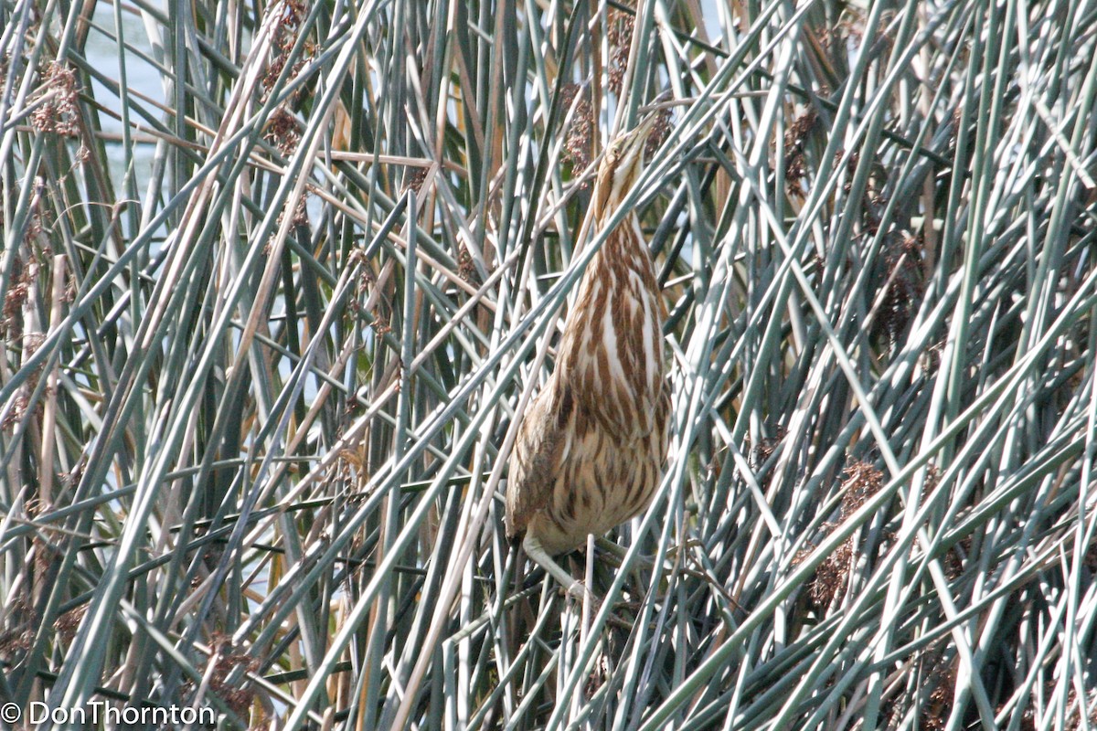 American Bittern - ML421419531