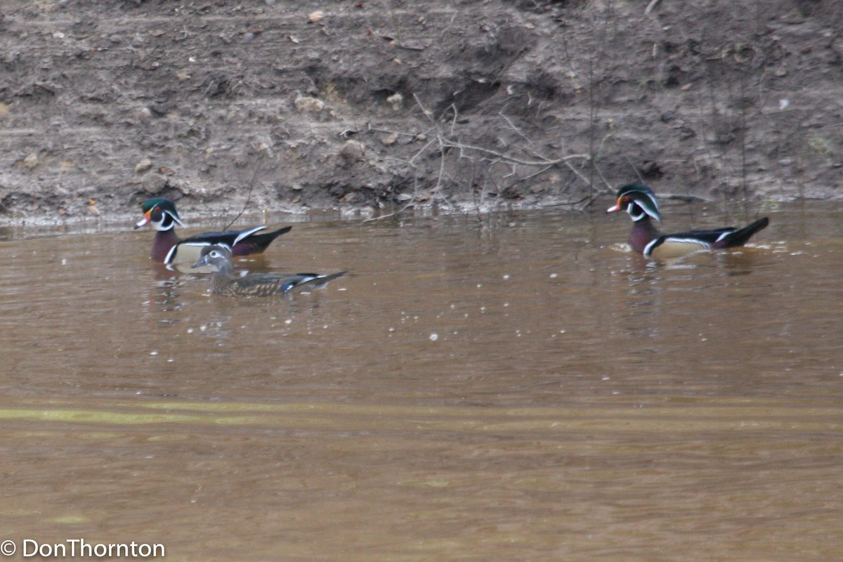 Wood Duck - ML421419581