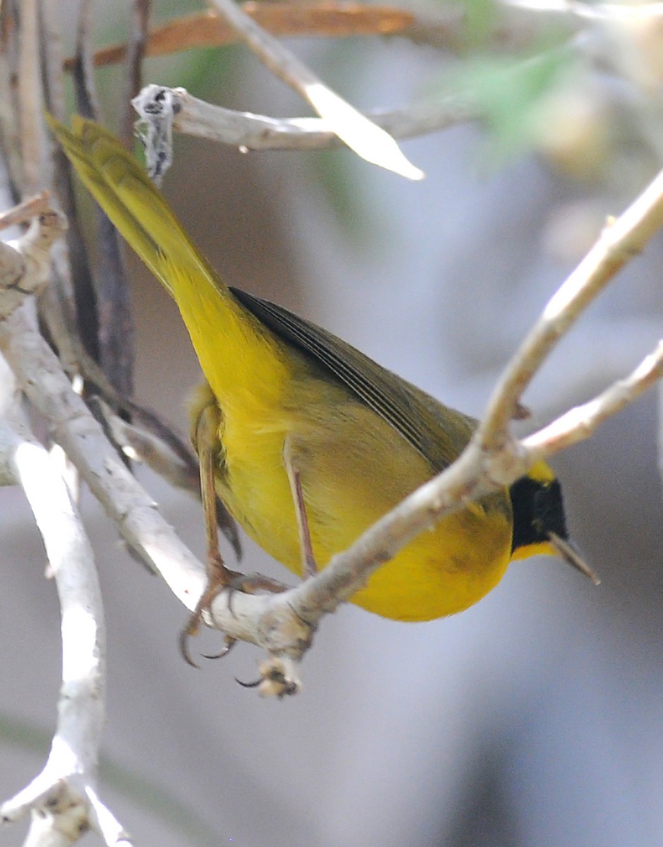 Belding's Yellowthroat - ML42141961