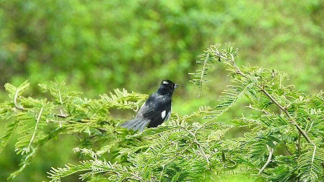 Black-and-white Tanager - ML421419661