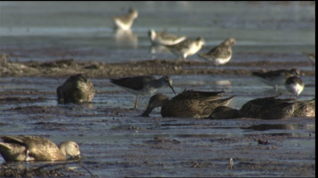 Blue-winged Teal - ML421420