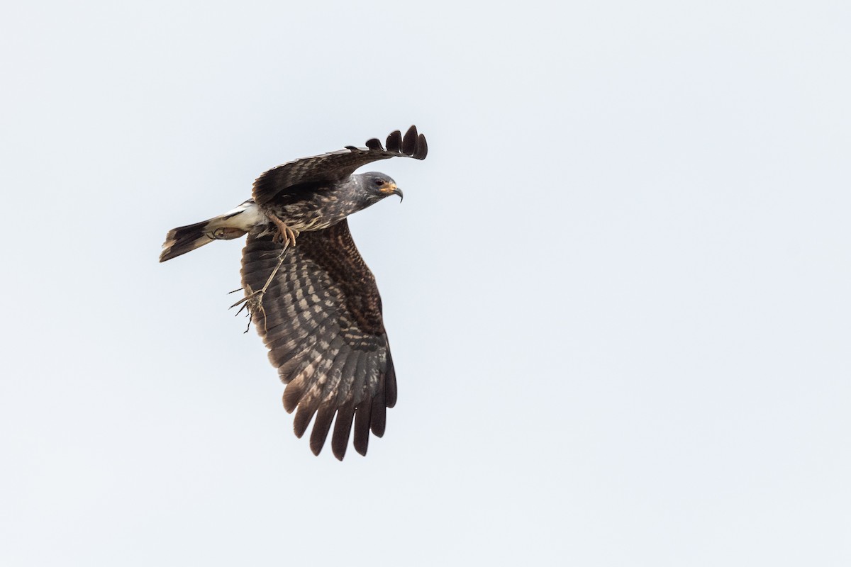 Snail Kite - Pancho Enriquez