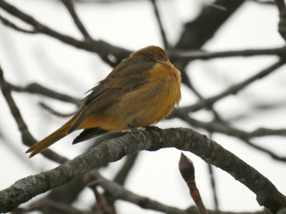 Summer Tanager - ML42142051