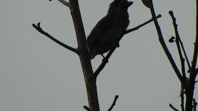 Malabar Barbet - ML421420711