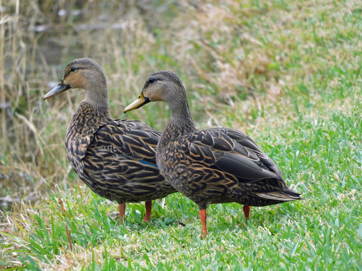 Mottled Duck - ML421420891