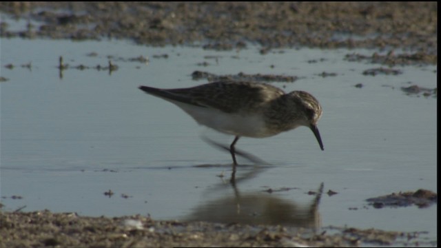 Baird's Sandpiper - ML421421