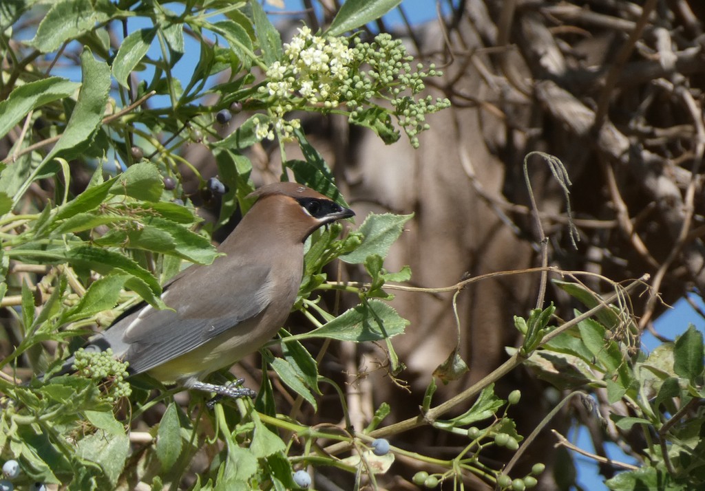 Cedar Waxwing - Christopher Rustay