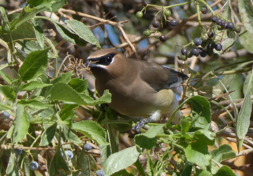 Cedar Waxwing - Christopher Rustay