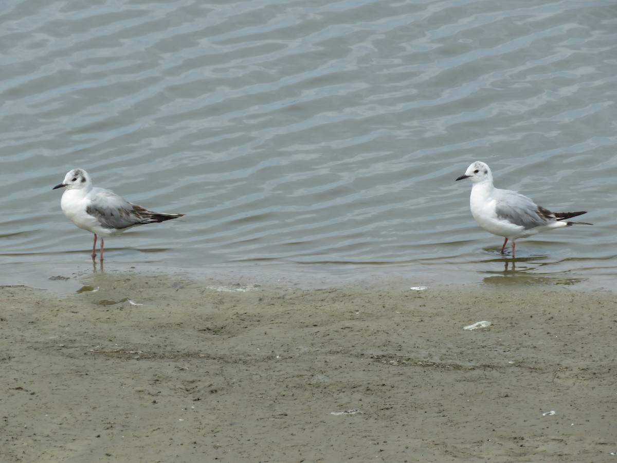 Bonaparte's Gull - ML421423281