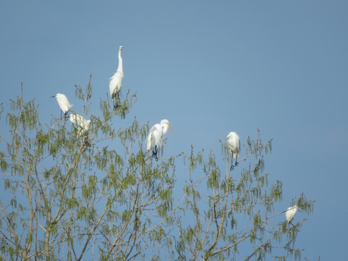 Great Egret - ML421424021