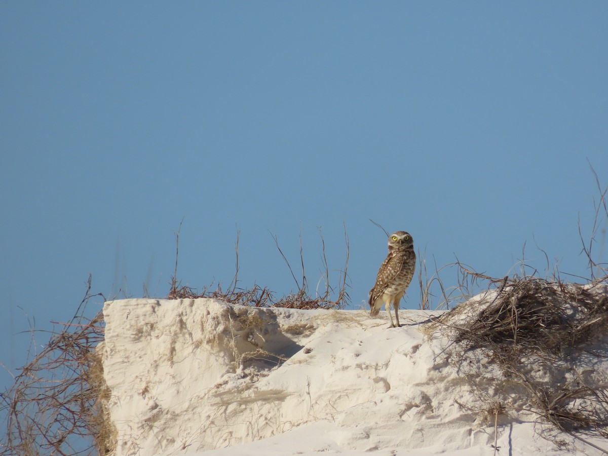 Burrowing Owl - ML421424731