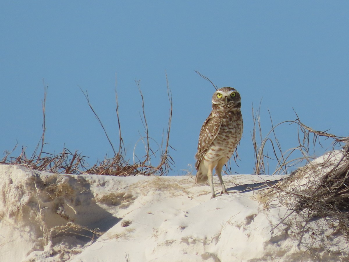 Burrowing Owl - ML421424751