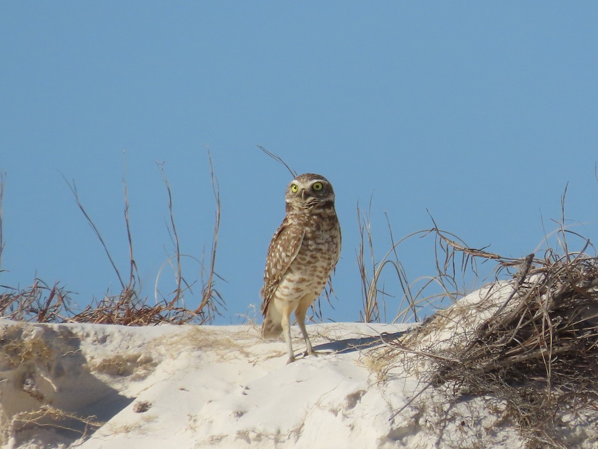 Burrowing Owl - ML421424761