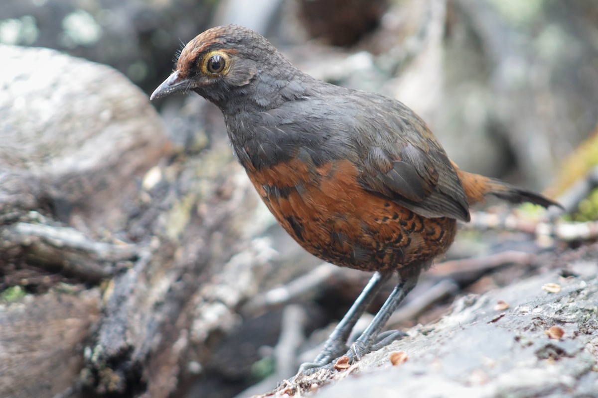 Black-throated Huet-huet - ML421425231