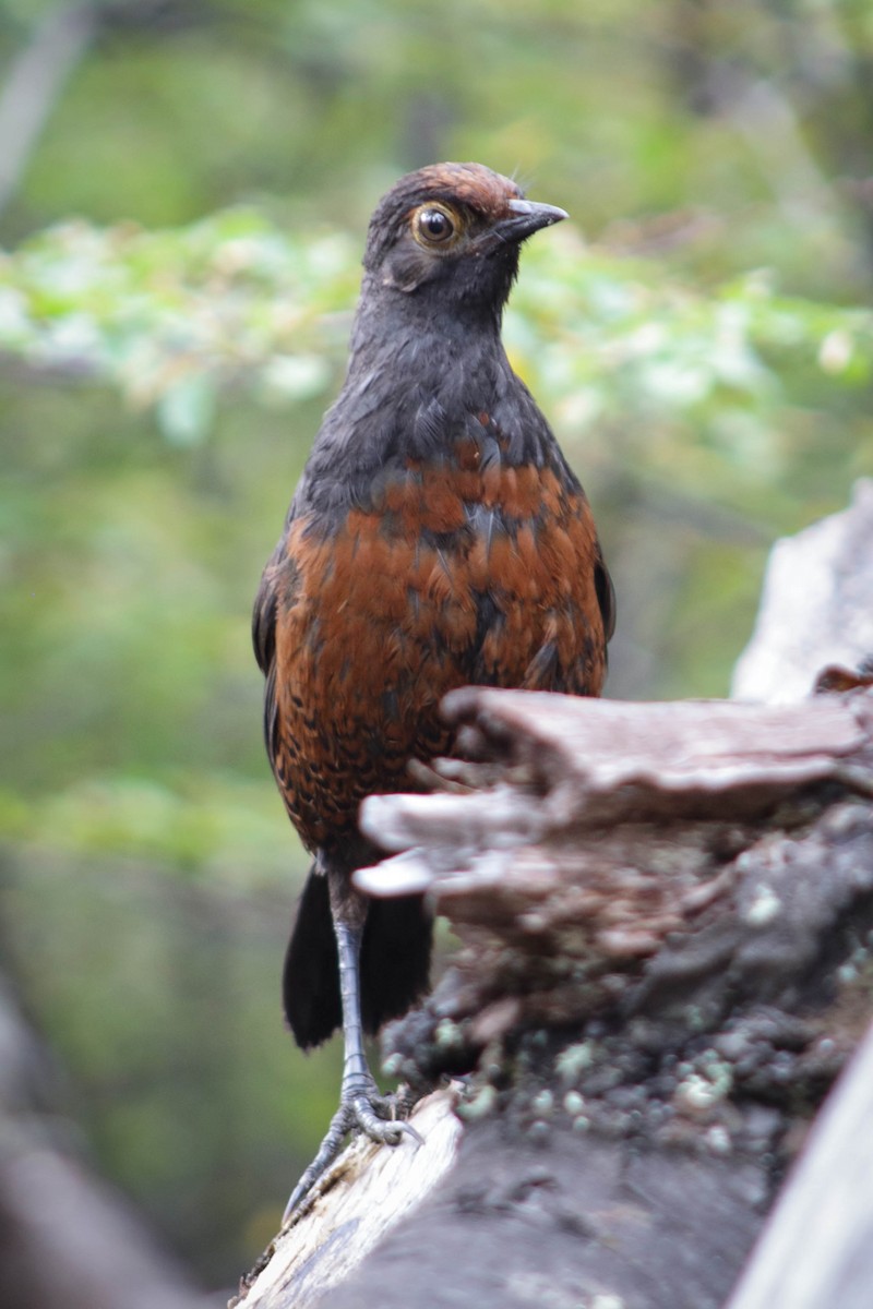 Black-throated Huet-huet - Sebastián Alvarado | Southern Patagonia tours