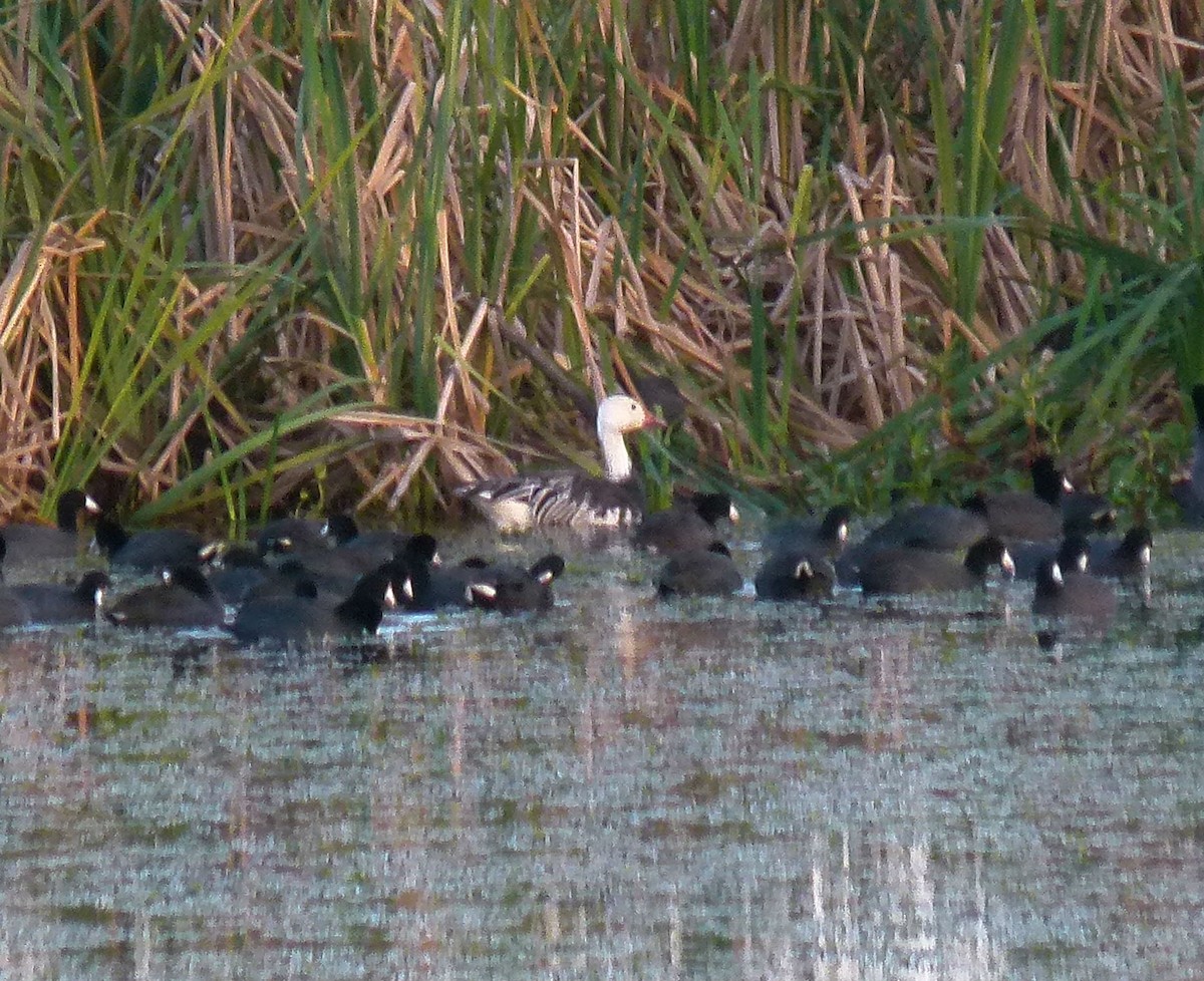 Snow Goose - ML42142561