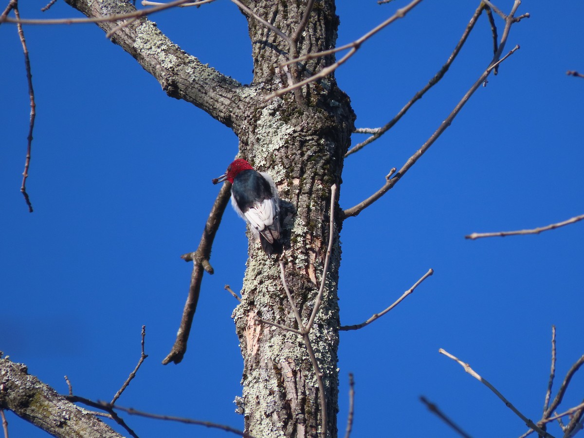 ズアカキツツキ - ML421425941