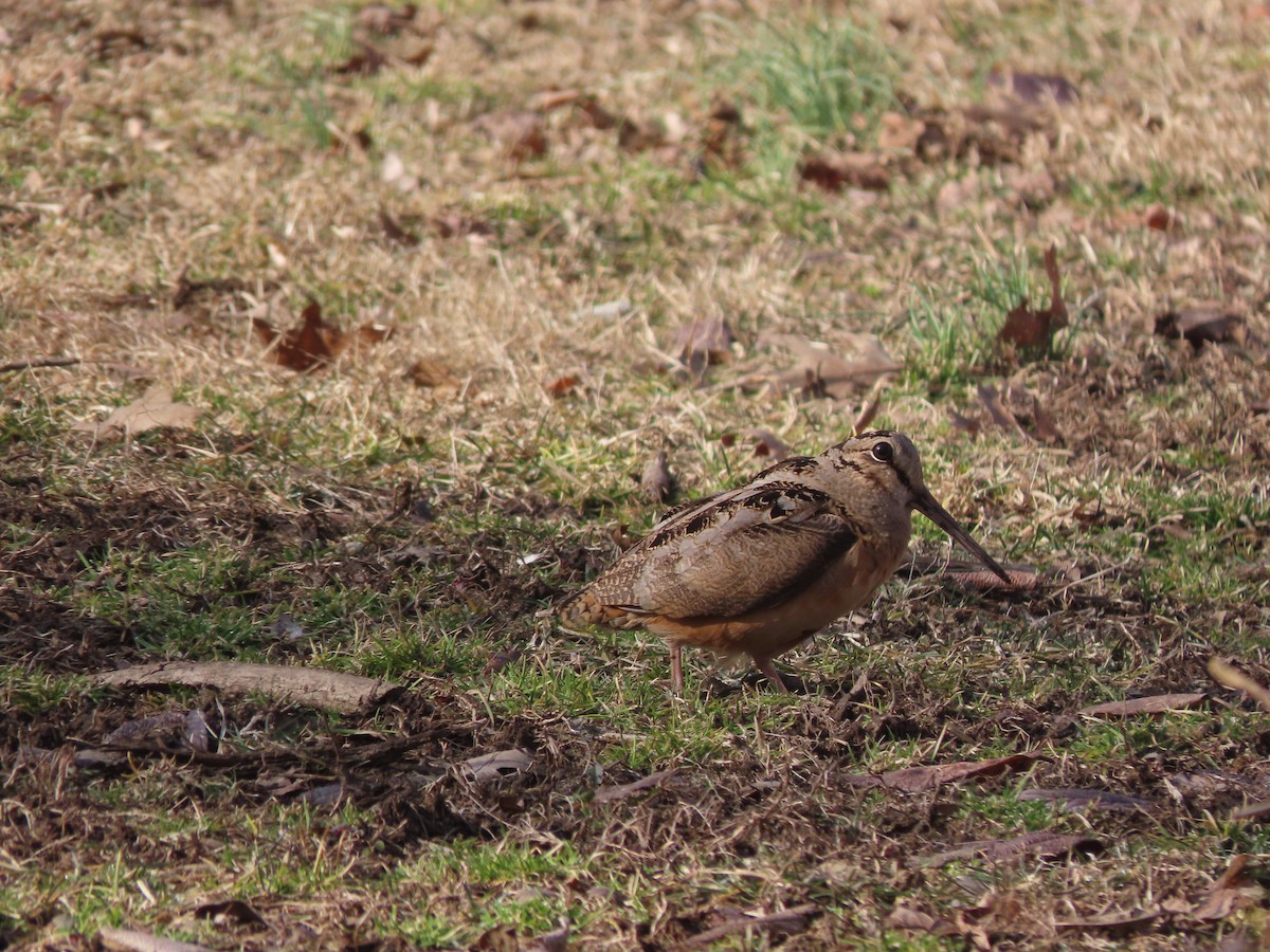 American Woodcock - ML421426711