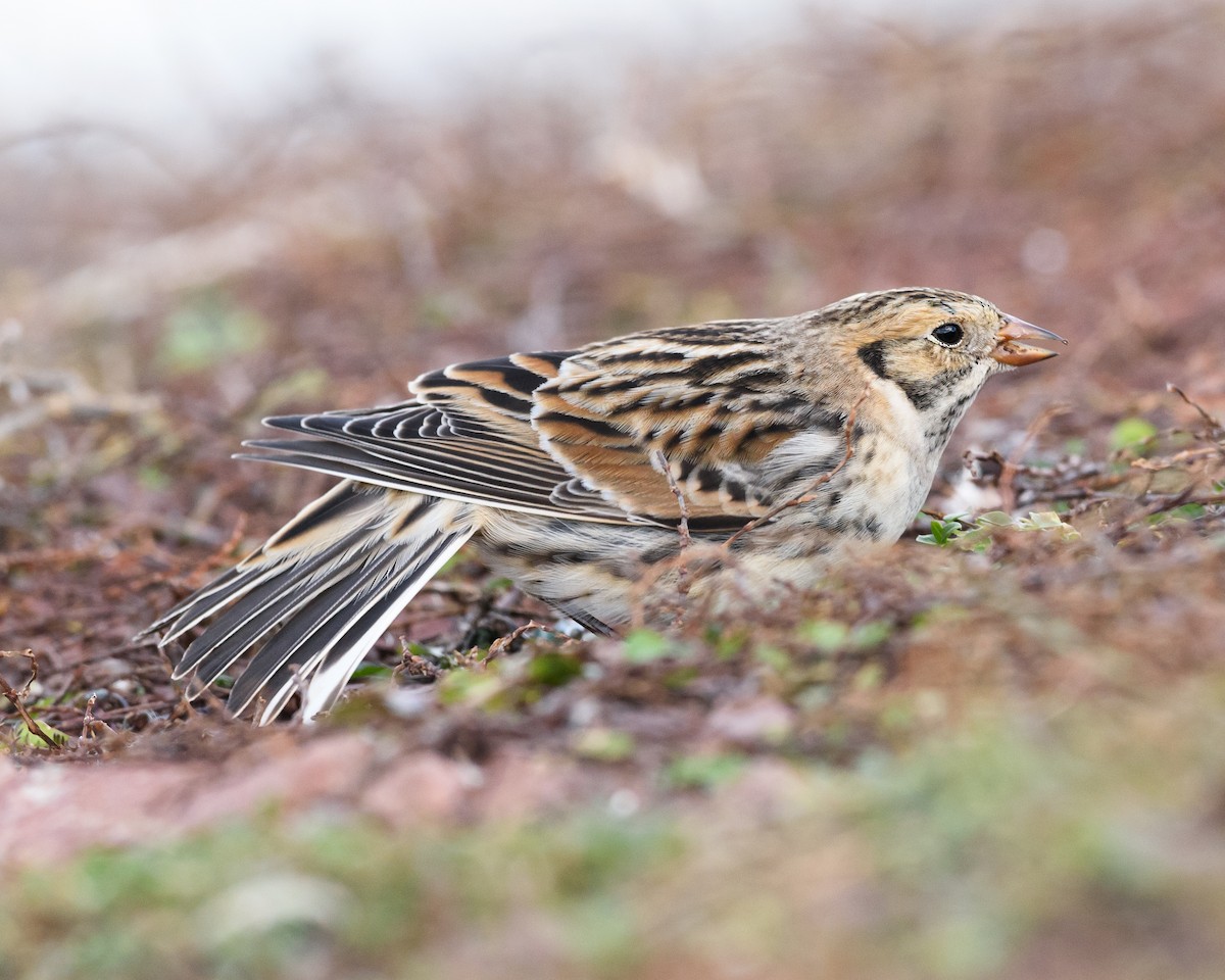 Lapland Longspur - Shayna Marchese