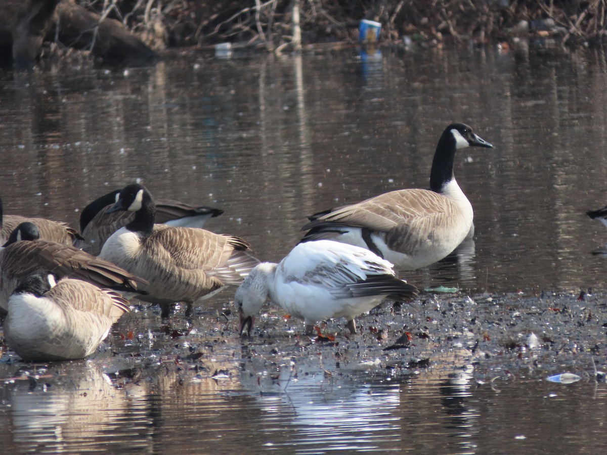 Snow Goose - ML421427041