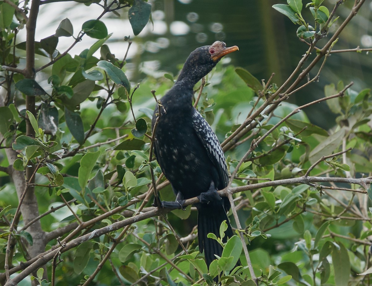 Reed Cormorant - ML421427221