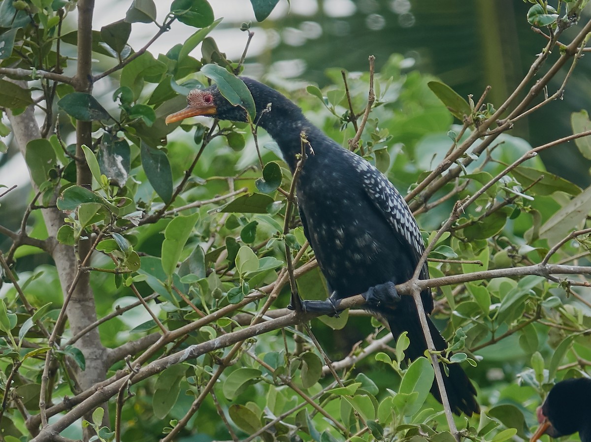 Reed Cormorant - ML421427231