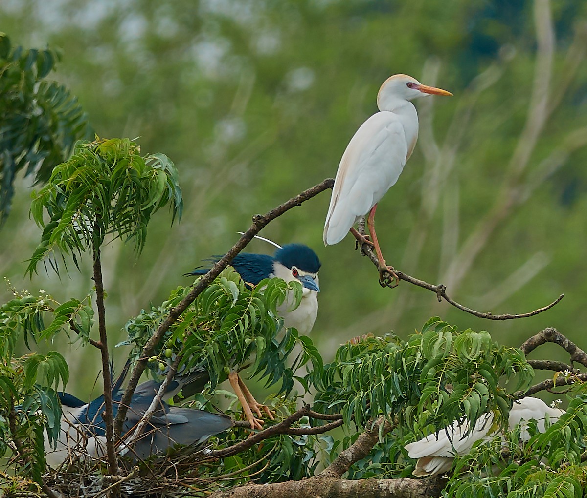 Western Cattle-Egret - ML421427361