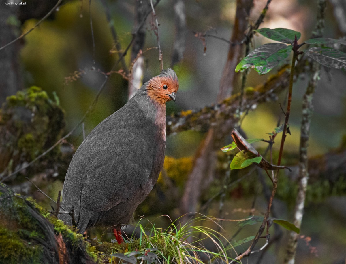 Blood Pheasant - ML421427431