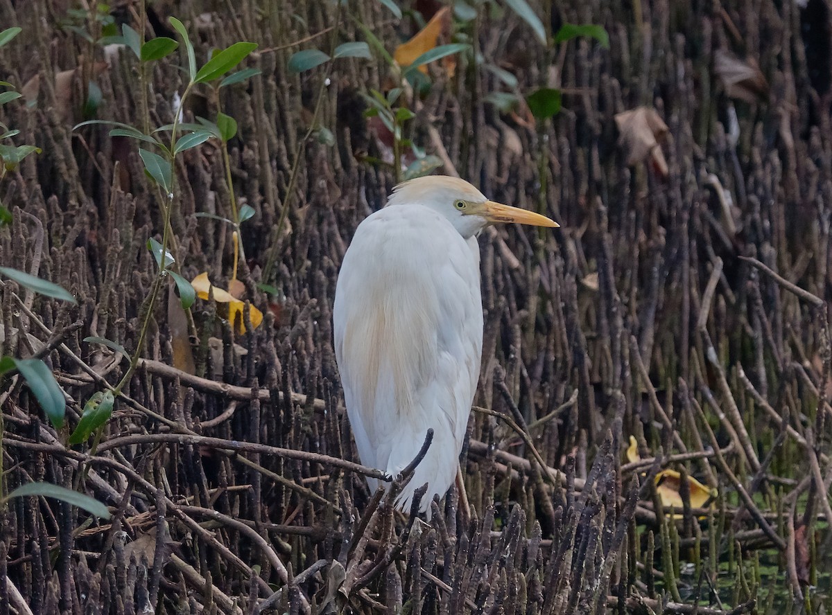 Western Cattle-Egret - ML421427441