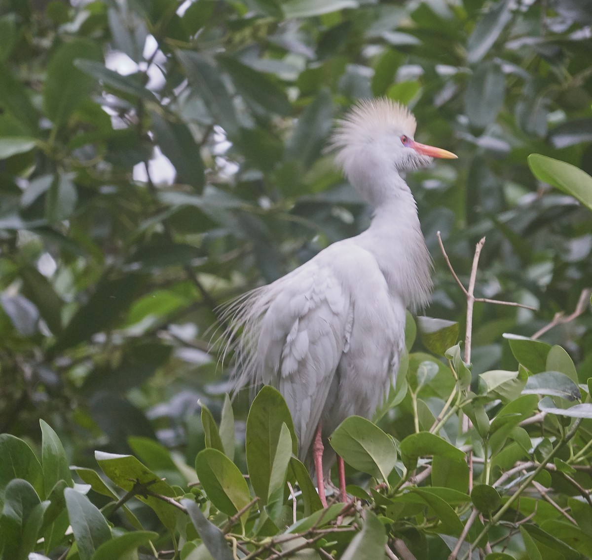 Western Cattle-Egret - ML421427461