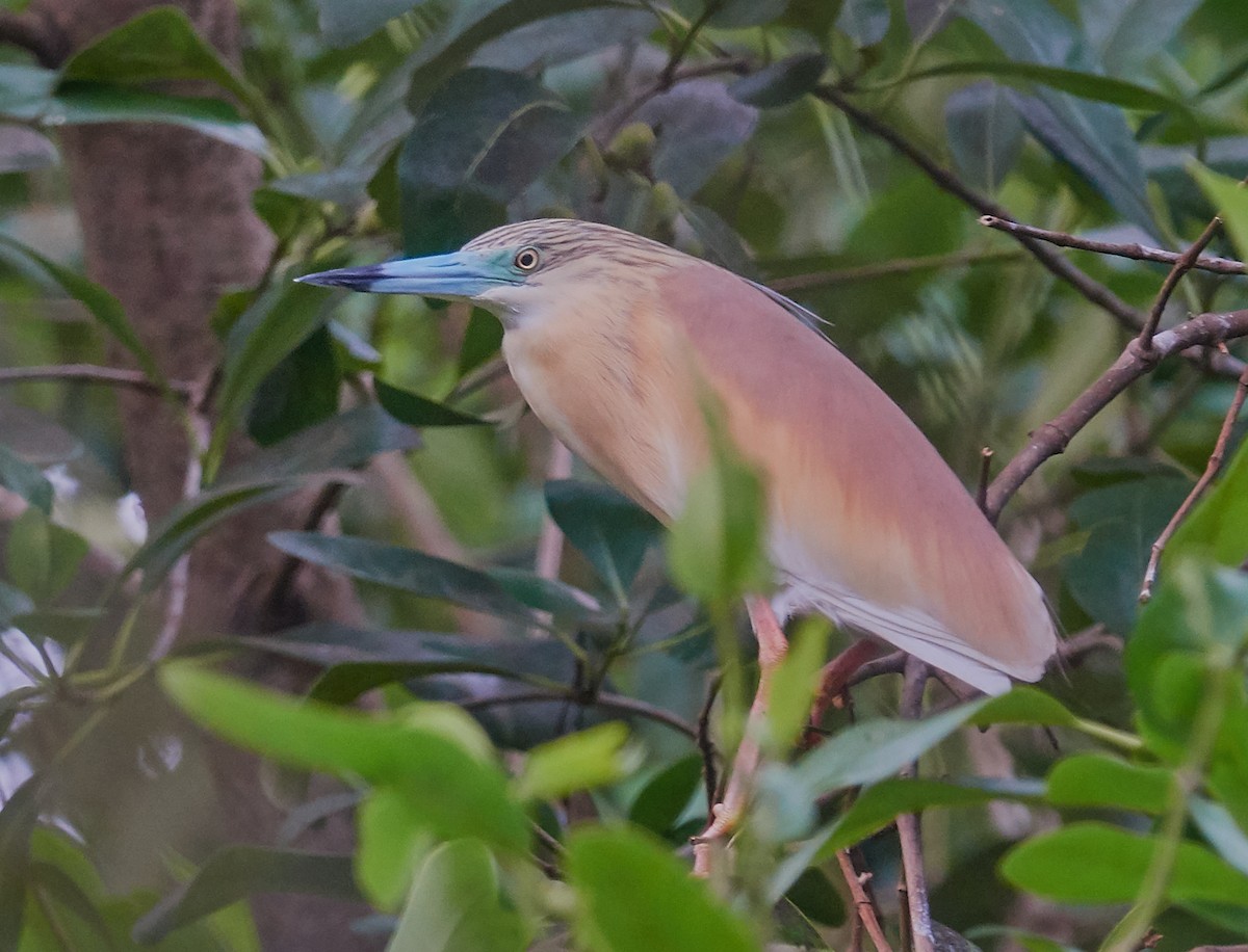 Squacco Heron - ML421427521