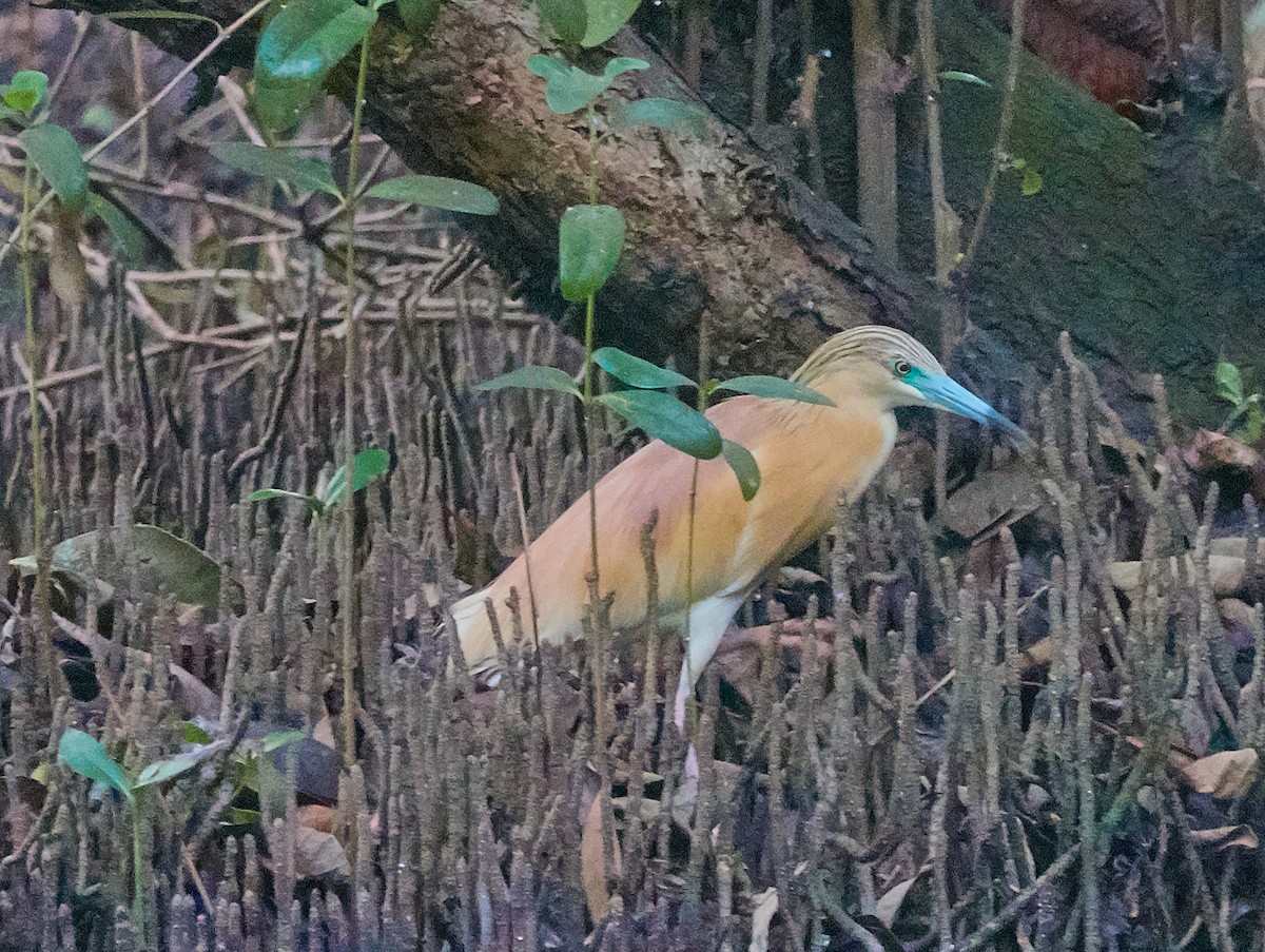 Squacco Heron - ML421427551