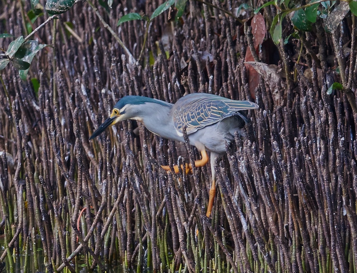 Little Heron - ML421428041