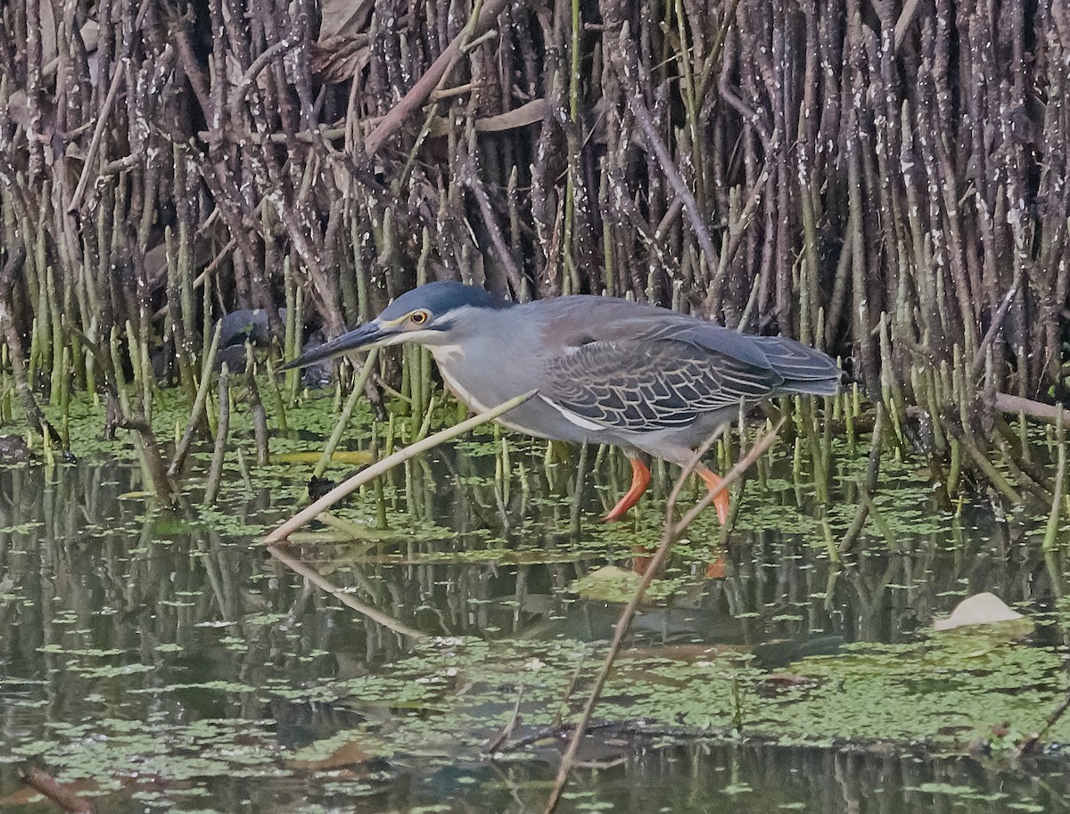 Little Heron - ML421428081